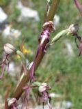 Himantoglossum adriaticum